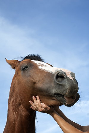 Equine / Animal Therapies. equine reiki