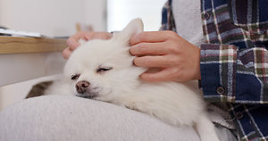 Equine / Animal Therapies. canine massage