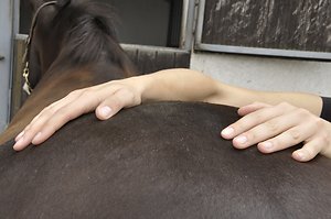Equine / Animal Therapies. equine massage