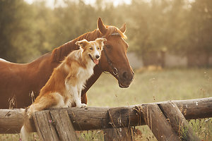 Equine / Animal Therapies. dog and horse